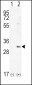 HMOX1 Antibody (Center)